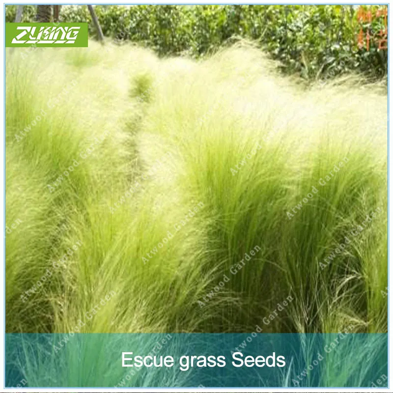 

100Pcs Escue Grass Festuca Glauca Bonsai Perennial Hardy Ornamental Grass So Easy To Grow Grass