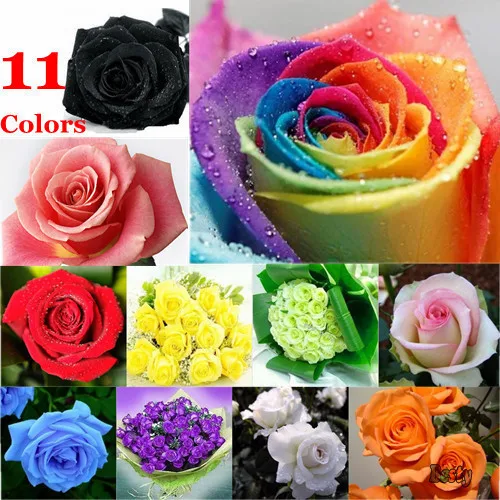 50Pcs/Lot,11Color ROSE SEEDS Red Blue Purple Green Pink