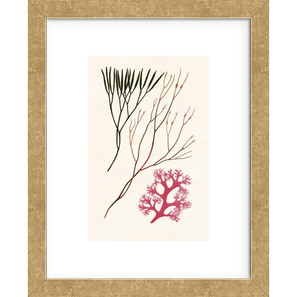 Algae 24 (Framed) (1)
