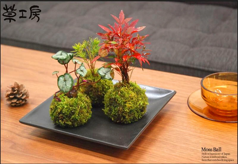 10G Sphagnum Moss Garden Supplies Sphagnum Moss Moisturizing Nutrition Organic Fertilizer For Phalaenopsis Orchid Musgo Sphagnum