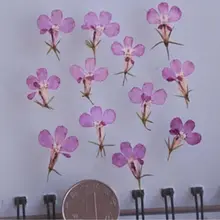 Lobelia фиолетовый Dired спрессованные цветы ожерелье 120 шт маленькая упаковка