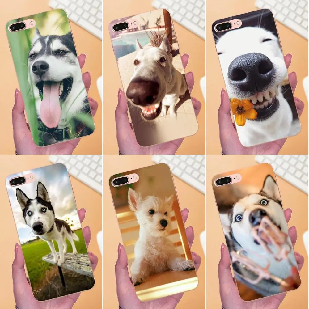 

Funny Animal Miniature Husky For Huawei P7 Honor 4C 5A 5C 5X 6 6C 6A 6X 7 7X 8 9 V8 V10 Y3II Y5II Y6II G8 Play Lite