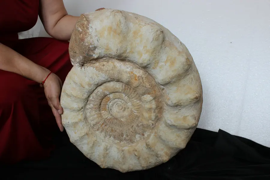 

80.4LB NATURAL HUGE ECHIOCERAS AMMONITE FOSSIL CONCH Africa Wholesales Price, Free Shipping