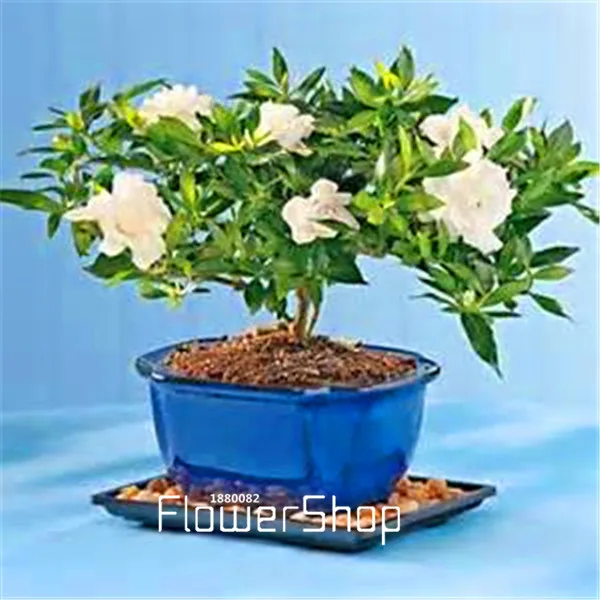 Big Sale 100 Gardenia Seeds Cape Jasmine Diy Home Garden Potted Bonsai Amazing Smell Beautiful Flowers For Room 8e4vkb Flower Run Flower Shaped Lens Hoodflowers Clothing Aliexpress