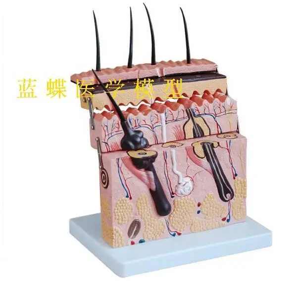 Медицинская стереоскопическая модель кожи 50 раз увеличенный образец кожи структура кожи анатомическая косметика пластиковые учебные материалы