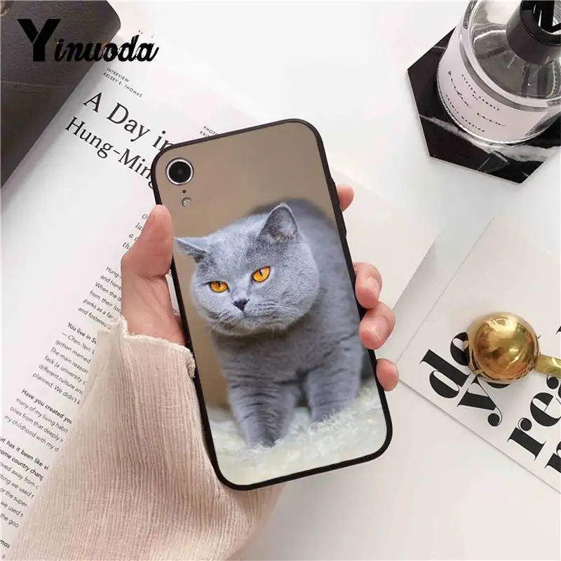 British Shorthair cat Top Design