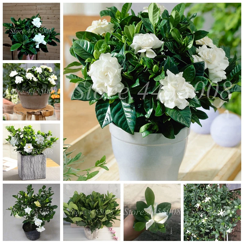 

500 pcs/ bag Bonsai Gardenia Jasminoides Flower Outdoor Fragrant Flowers White Cape Jasmine Blooming Flore for Home Pot Planters