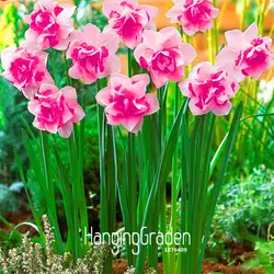 Время предела! бонсай Флорес водных растений двойные лепестки розовые нарциссы plantas для дома сад 100 шт./лот