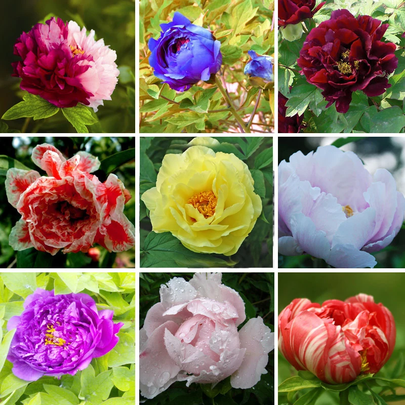 

Hot Selling Chinese Suffruticosa Flower Garden Plants Garden 15 Kinds Colors Peony Potted Plants Garden Plant