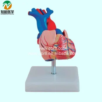 

BIX-A1054 Natural Big Heart Anatomy Model W029