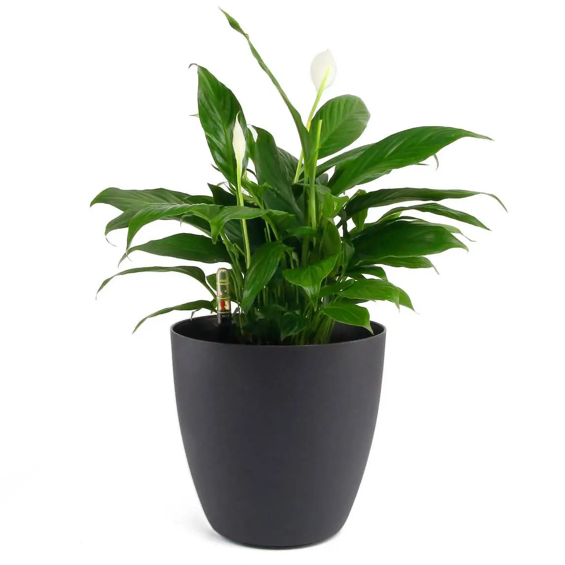 

11" Plastic Self Watering Planter with Water Level Indicator Black, Modern Decorative Planter Pot for All House Plants Flowers