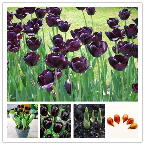 

5 Pcs Black Tulip Bulbs Bulbous Root Flowers Balcony Potted Perennial Flowers It Is Bulb (Tulip Bonsai) 100% Success Rate