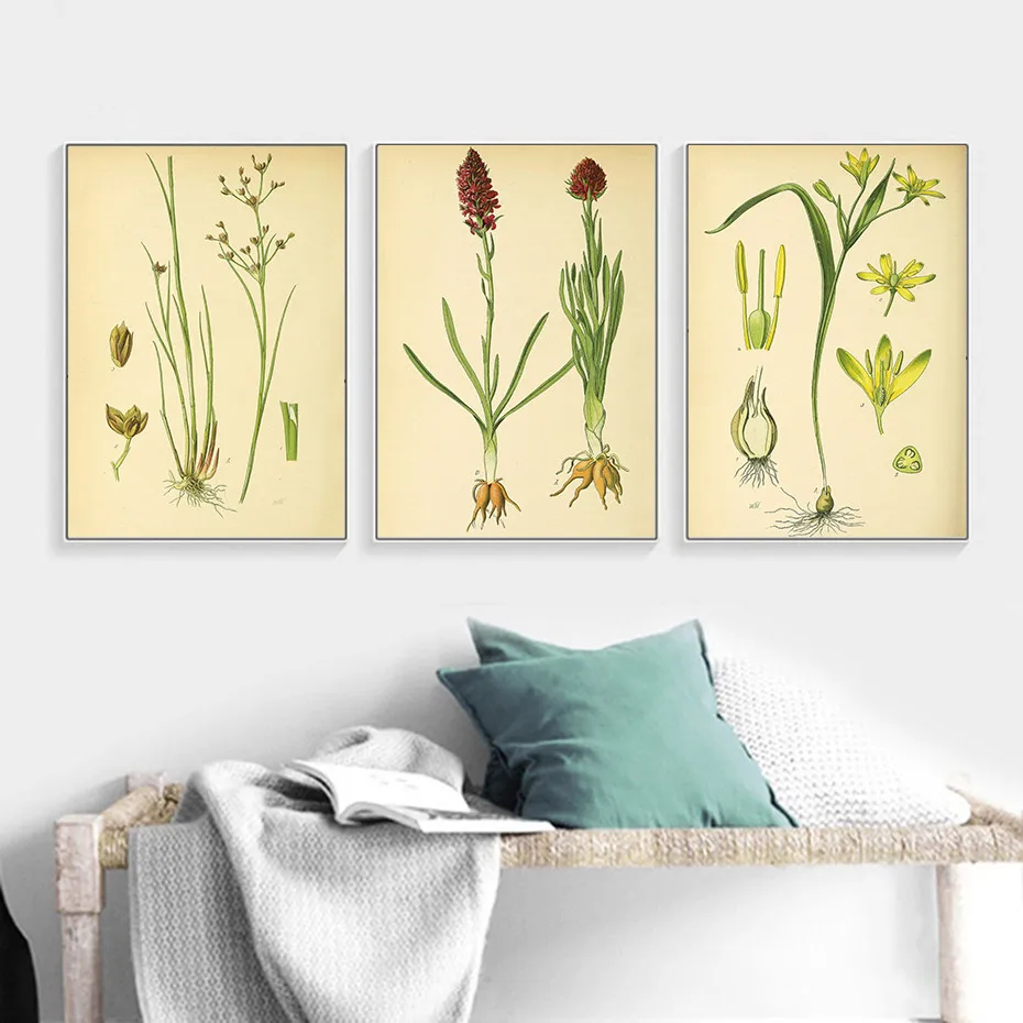 Modern wall art picture canvas poster and print Vintage Botanical illustrations floral murals living room decor classical charts