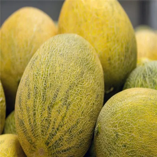 Buy 50 Pcs Yubari King Melon Seeds Free Shipping