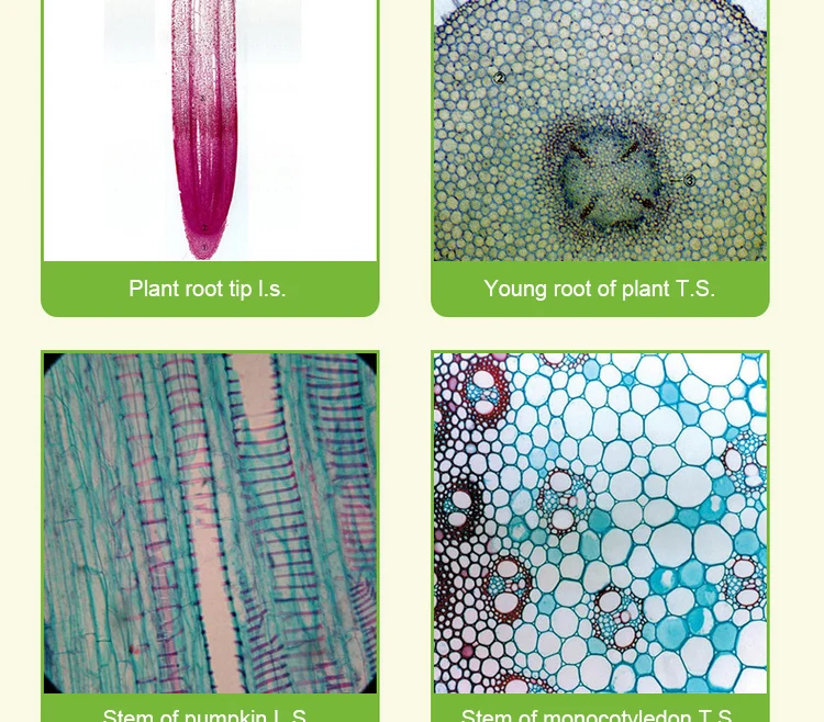 cells Microscope slides (13)