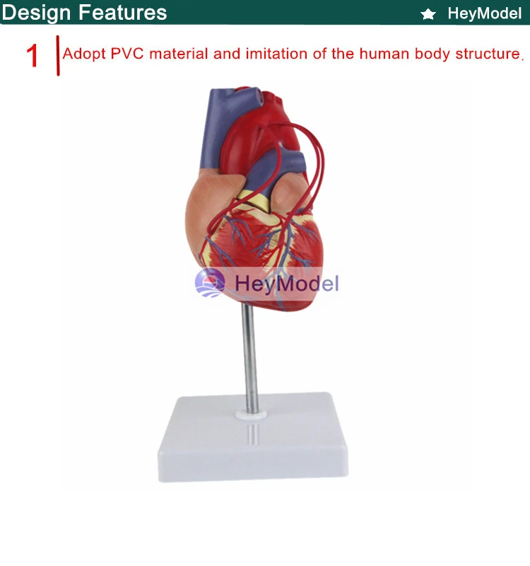 HeyModel увеличенная анатомическая модель медицинский человек сердце с цифровым 1: 1 сердце обход мост