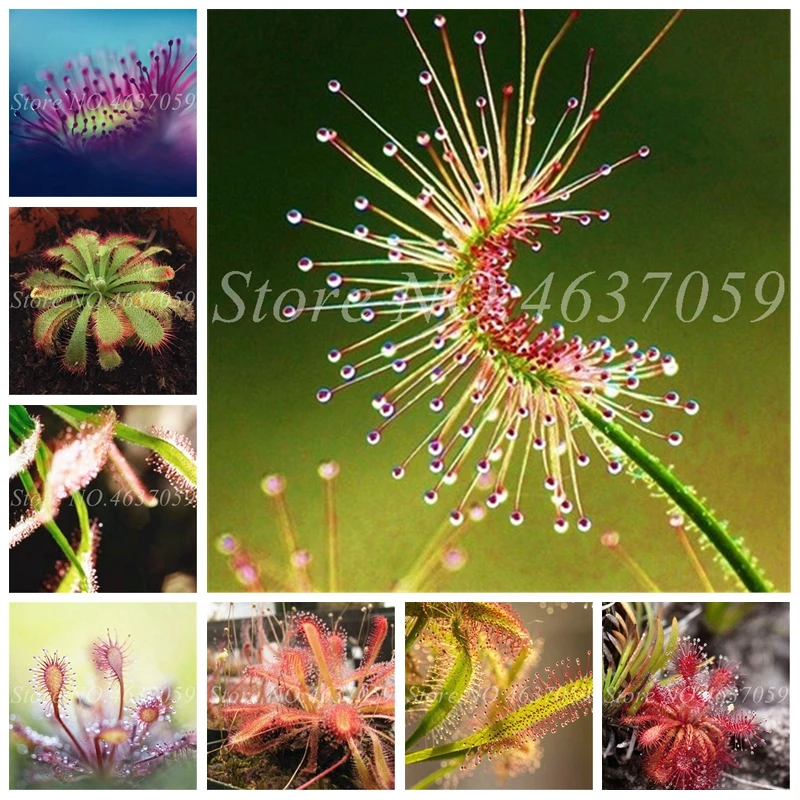

Bonsai Sundew Plant Mixed Enchantress Carnivorous Plants Pot Drosera Peltata Balcony Potted Radiation Protection 100 Pcs / bag