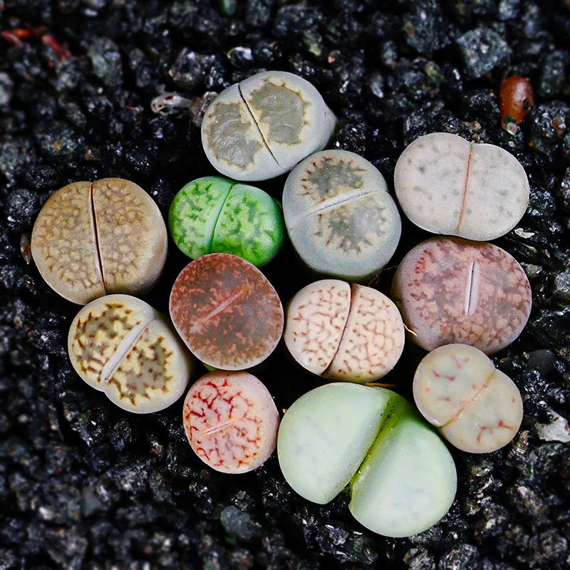 

Green plant Bonsai lithops Pseudotruncatella office desktop decor green plants PP stone flowers 80-100pcs