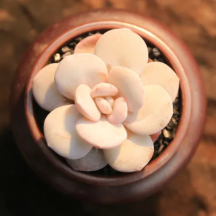 

100PCS Fresh Real " Pink rincess " Echeveria sementes - Bonsai Succulent Plant sementes (Nishilian)