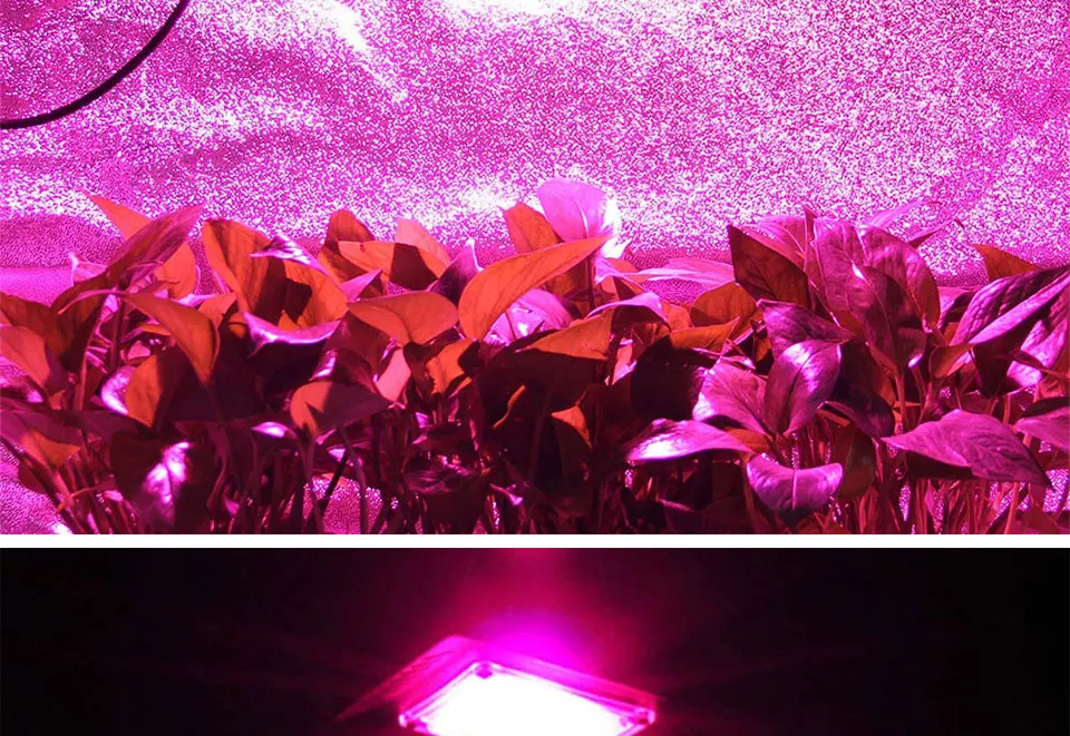 AC 110V 220V Driverless COB Plant Growing Lamp 20W 30W 50W Full Specturm Smart IC COB Chip LED Plant Grow Light Feeding Bulbs (23)