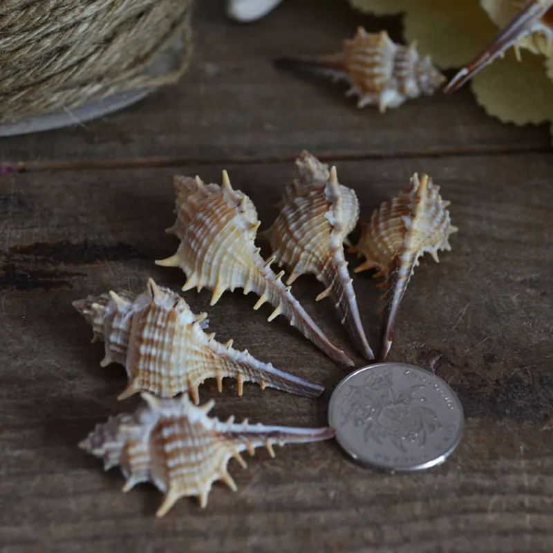 

7PCS/LOT Natural Murex troscheli Conch Seashell DIY Materials Fish Tank Aquarium Decoration platform collection 5-7CM