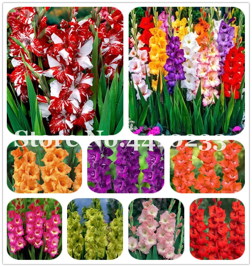 

Multi-Color Gladiolus Flower(Not Gladiolus Bulbs),Diy Aerobic Potted,Rare Sword Lily Plants Bonsai Flower Home Garden - 120 Pcs