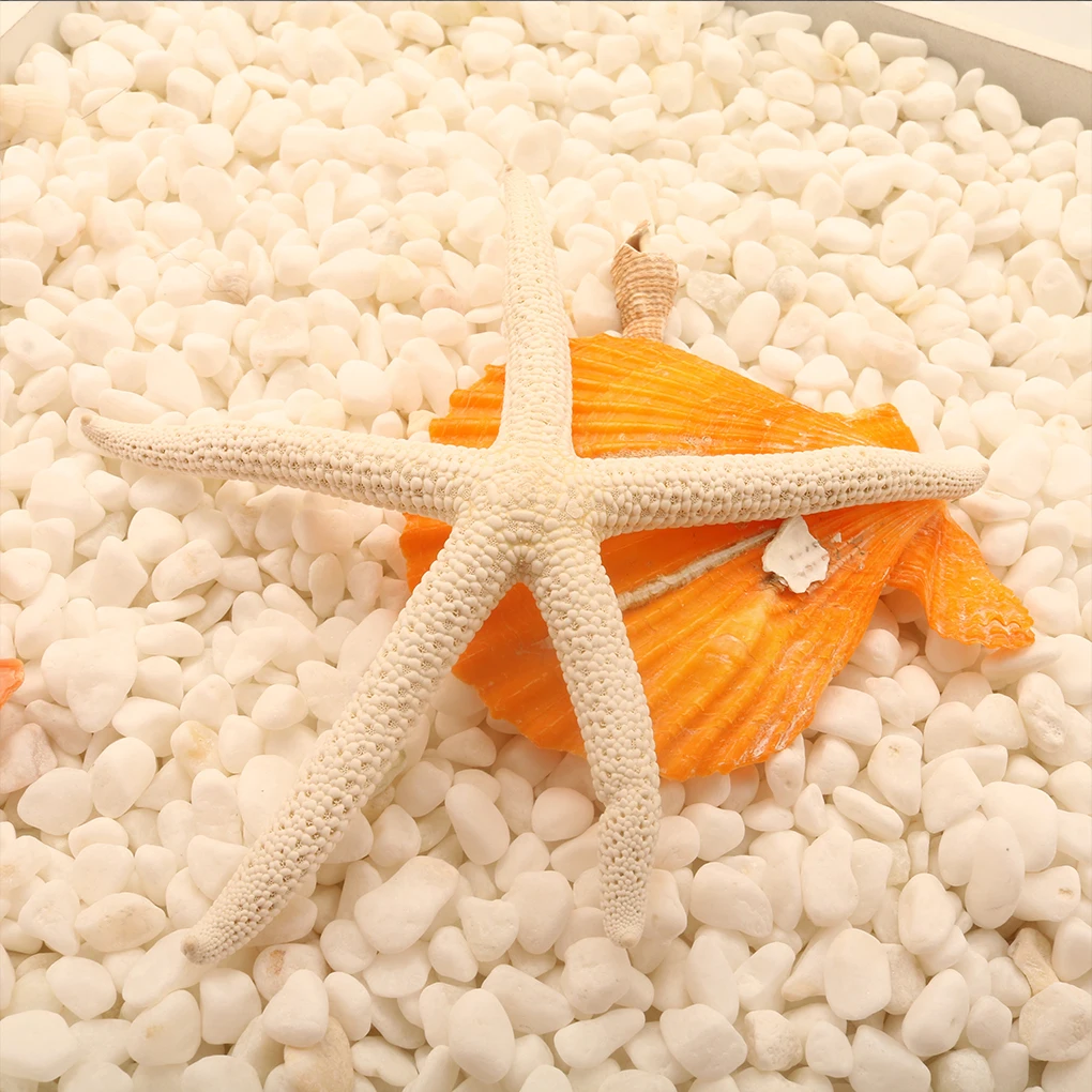 Natural 5-12cm/10-12cm White Finger Starfish Sea Stylish Home Hair Wedding Decor and Craft Project | Дом и сад