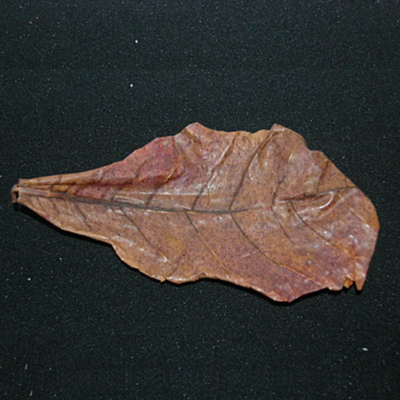

Grade A Natural Terminalia Catappa Foetida Leaves Island Almond Leaf Crystal Shrimp Improve Water Quality
