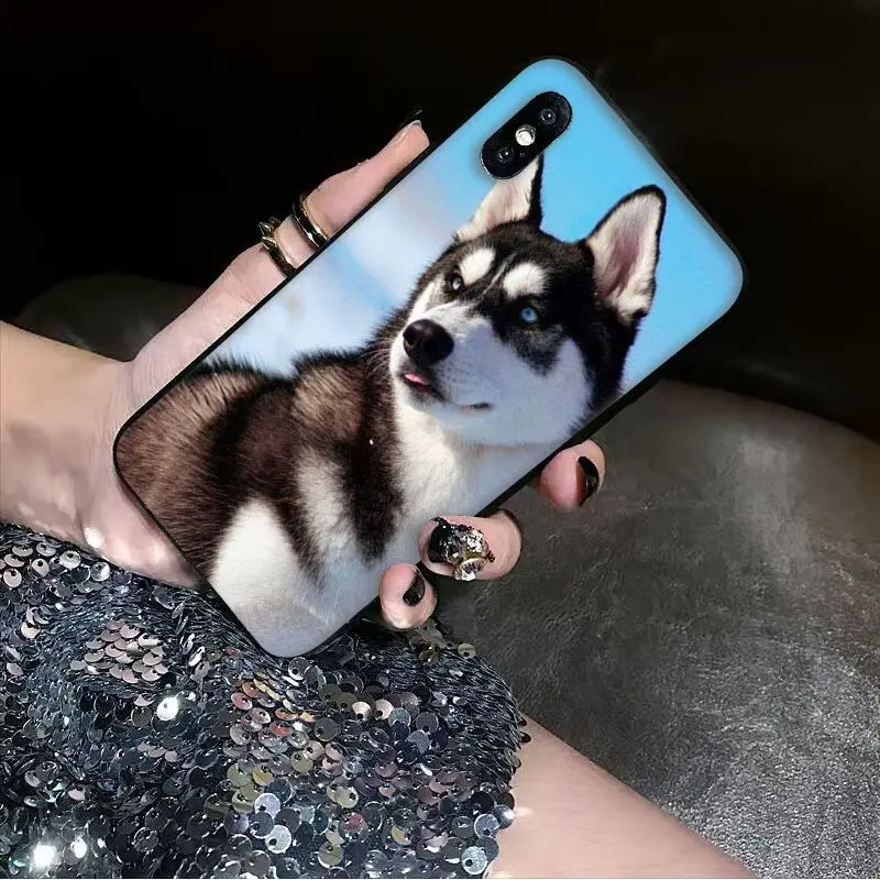 Animal dog husky