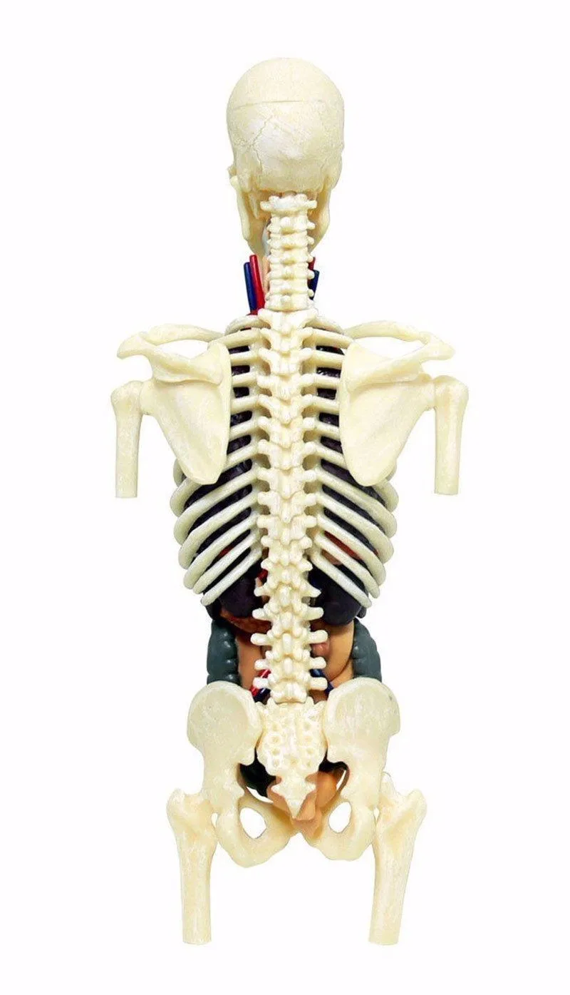 " 4D мастер прозрачное туловище анатомическая модель медицинская человеческий череп анатомическая модель скелета научные развивающие игрушки головоломки