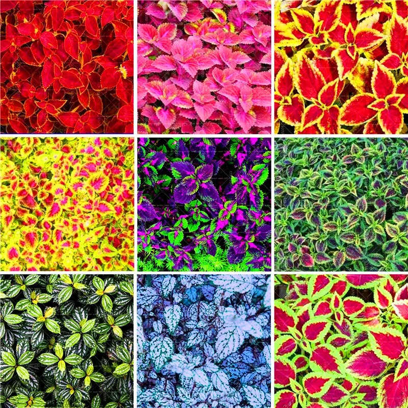 

100pcs Mix Colors Exotic Coleus Bonsai Plants perennial indoor or outdoor flowers potted plants for home garden flower plants