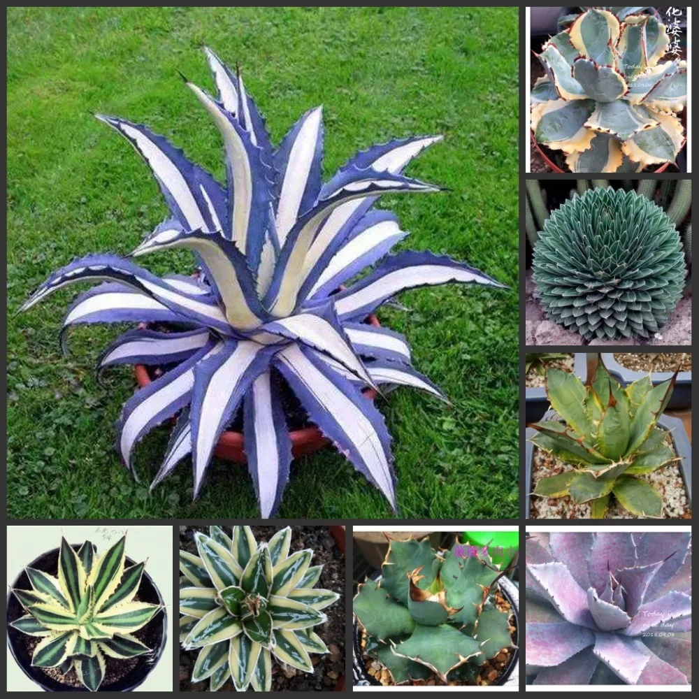 

50PCS 100% Fresh Real Agave americana semillas - Bonsai Succulent Plant sementes ( Long-she-lan )