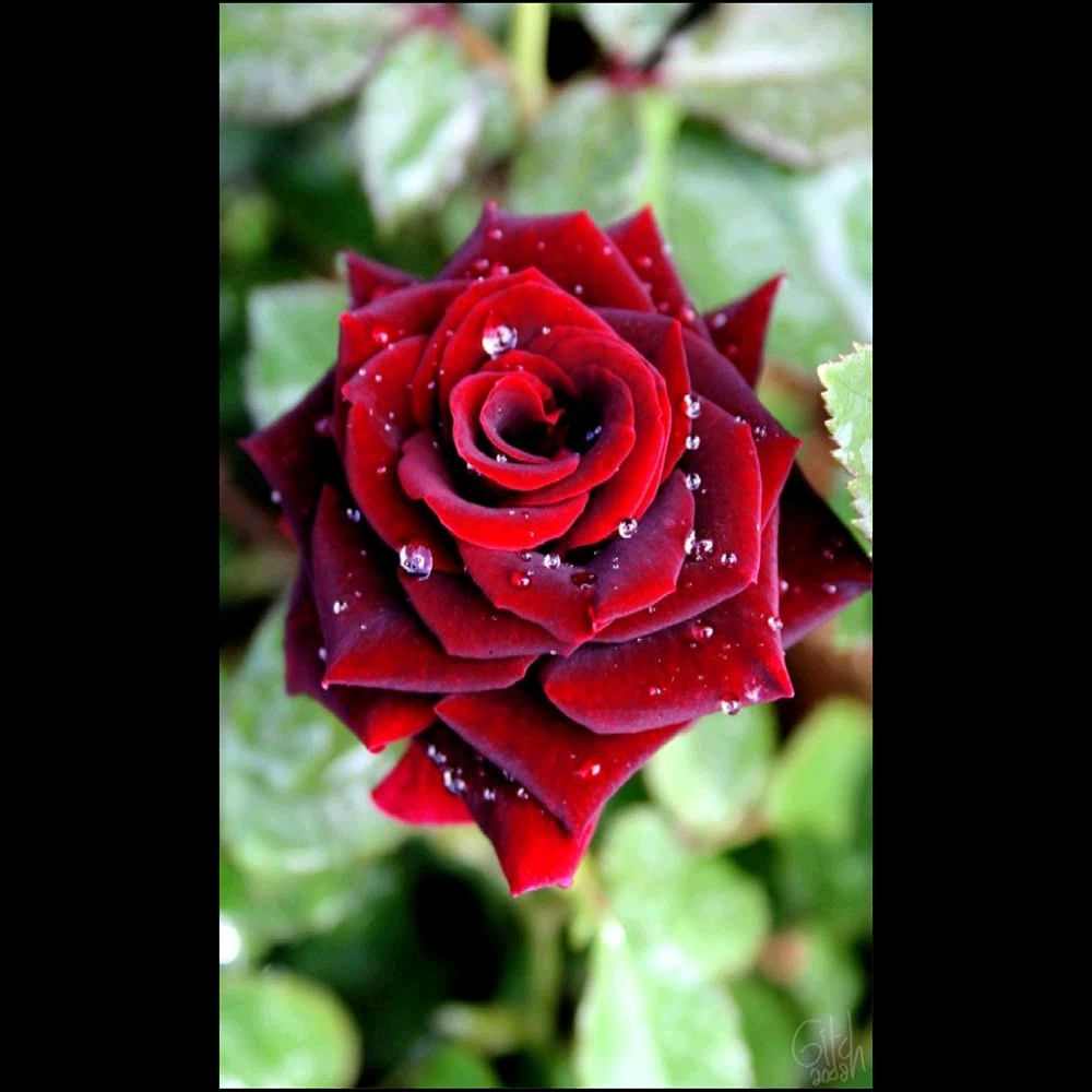 T9962-C2