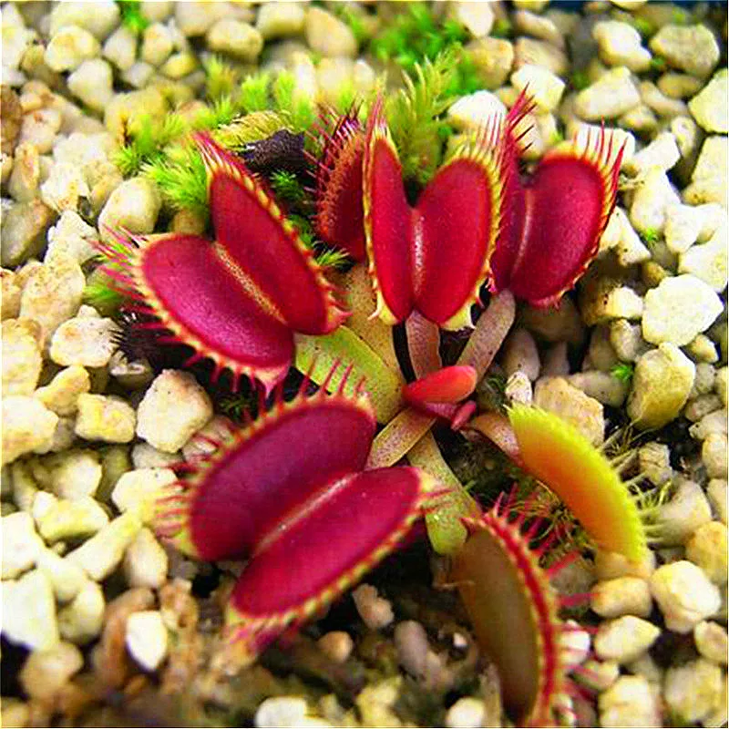 

50 pcs / bag New Variety Potted Insectivorous Plant Dionaea Muscipula Giant Clip Venus Flytrap for Home Garden Planting