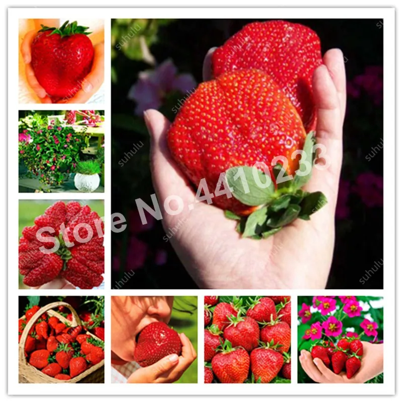 

Best-Selling! 100 Pcs Fruit Gaint Red Strawberry Bonsai Climbing Strawberry Plant With Salubrious Taste Non-Gmo Strawberry Mount