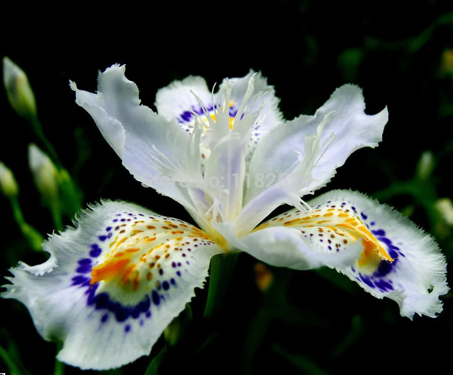 100pcs Japanese Iris Japonica Flower Seeds White Iris Orchid seeds