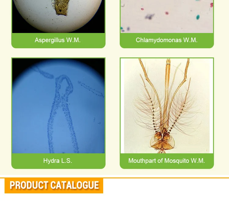 cells Microscope slides (15)