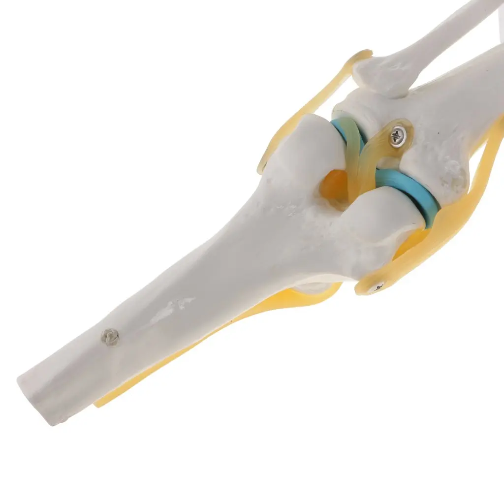  1: 1 Human Knee Articulated Skeleton Model Medical Anatomical Model for School Teaching Tool Learni - 32976867833