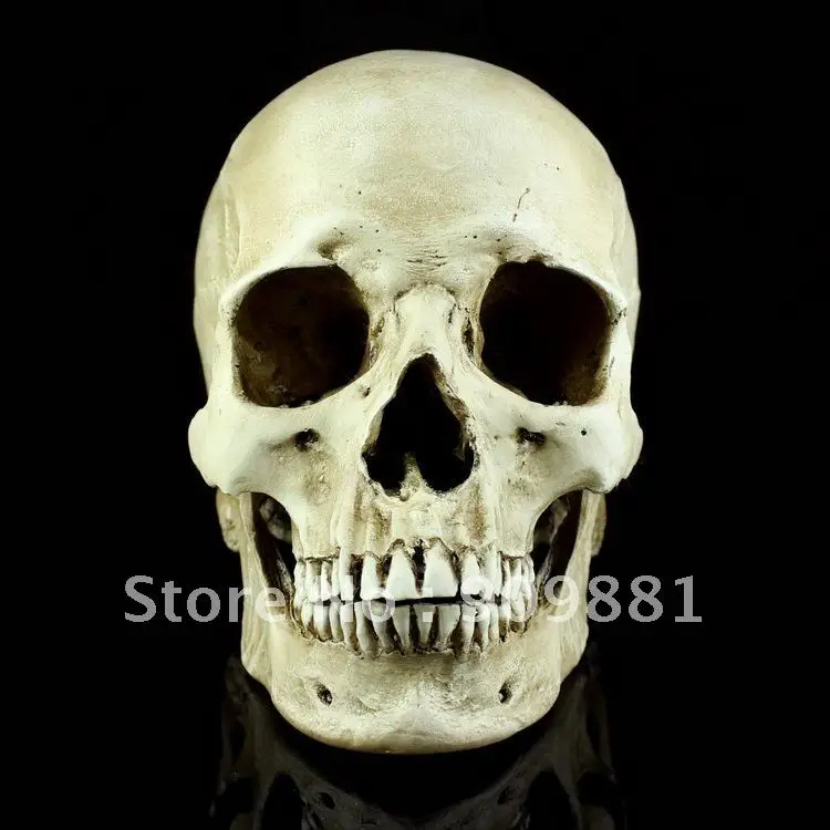 Aliexpress.com : Buy Natural Medical Human Skull Model