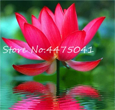 dropwow 10 pcs high
