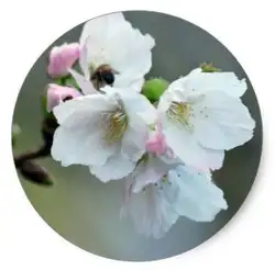 1.5 дюйма Radiant Cherry Blossom Классический круглый стикер