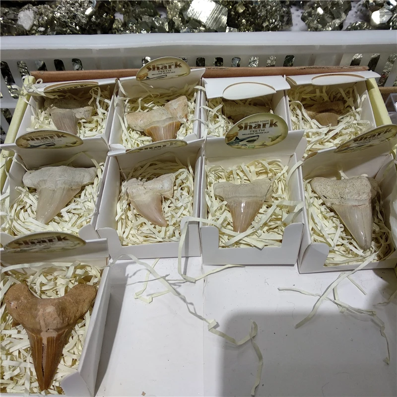 DHX SW натуральные животные окаменелые зубы акулы минеральные образцы для коллекции в качестве подарка Декор