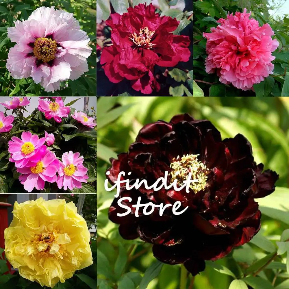 

20pcs Bonsai Rare Japanese Peony Planting Greenery Flower Outdoor Terrace Courtyard Balcony Paeonia Flower for Home Garden Decor