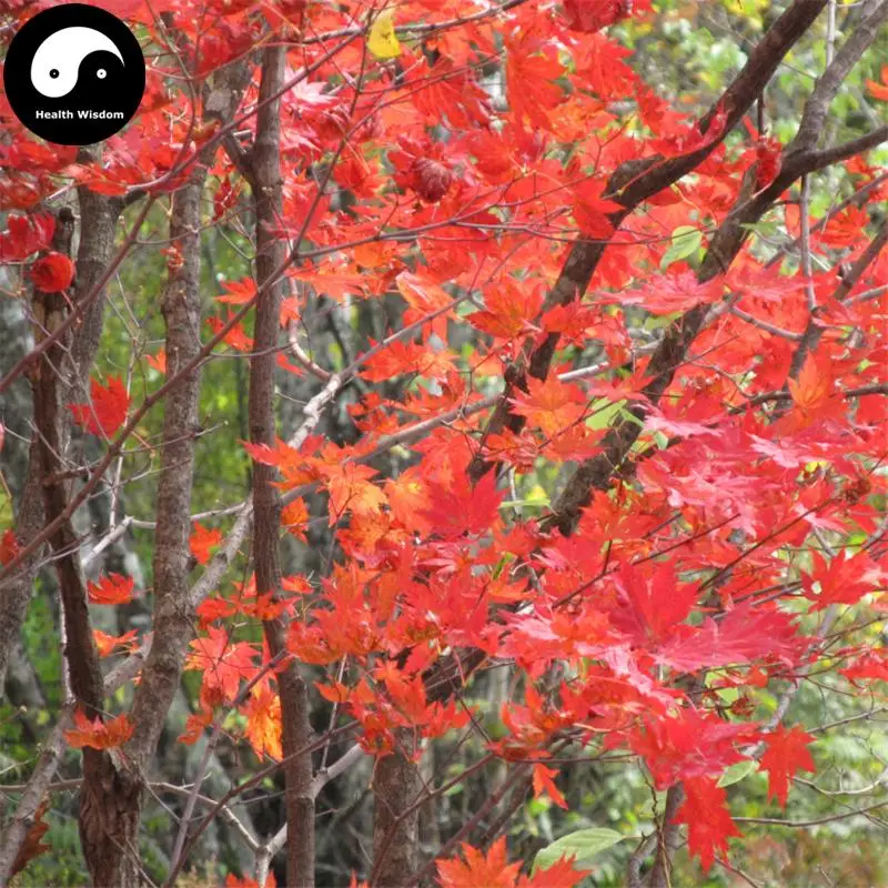 Купить красный лист клен Semente 100 шт. завод Atropurpureum дерево для китайский клен
