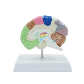 

Brain Model Human Right Brain Anatomica Model Brain Function Area Model Medical Skeleton Teaching Supplies