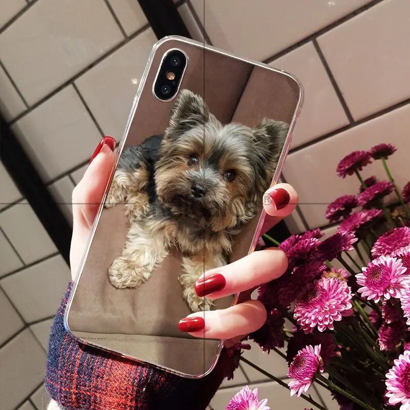 Yorkshire Terrier Dog
