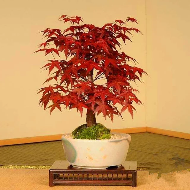 10 pcs/bag Graines Mini Beautiful Red Maple Seeds Bonsai Ornamental Diy Plant Flower Pot Indoor Garden Plants Tree Seed