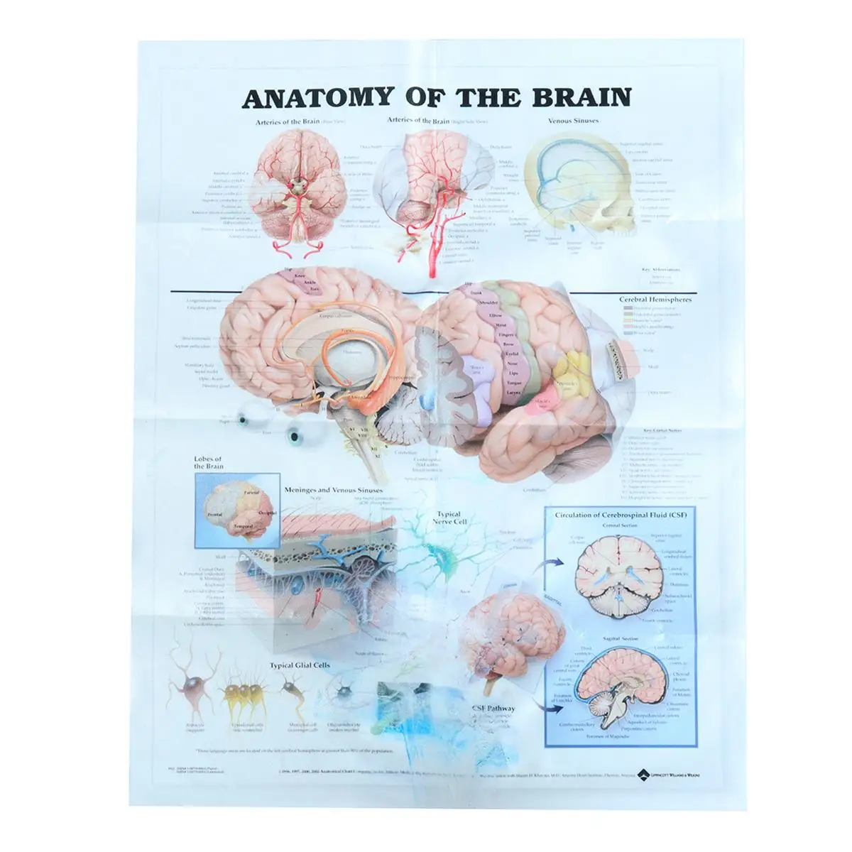 Fashion Anatomy Of The Brain Poster Anatomical Silk Cloth Chart Human Body
