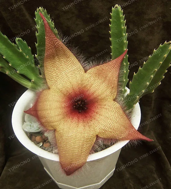 Stapelia Pulchella бонсай литопс смесь суккулентов сырой камень кактус растение Редкие цветы для дома, сада растения бонсай 100 шт - Цвет: 12