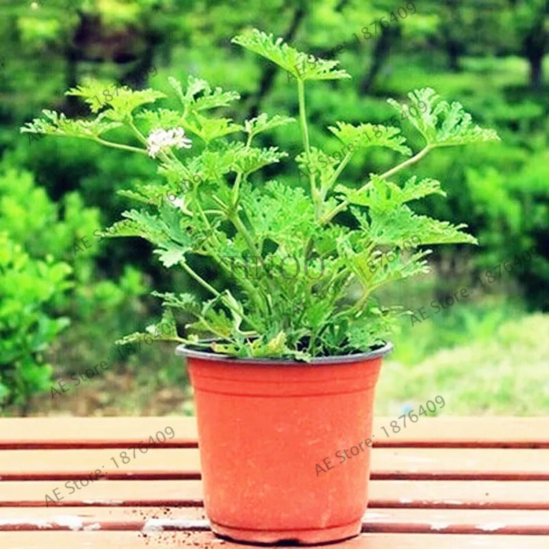 100 Pcs/bag Mosquito Repelling Grass bonsai Mosquito Killer Sweetgrass flores Garden and Home Hurb Plant easy planting 100 Pcs/bag Mosquito Repelling Grass bonsai Mosquito Killer Sweetgrass flores Garden and Home Hurb Plant easy planting